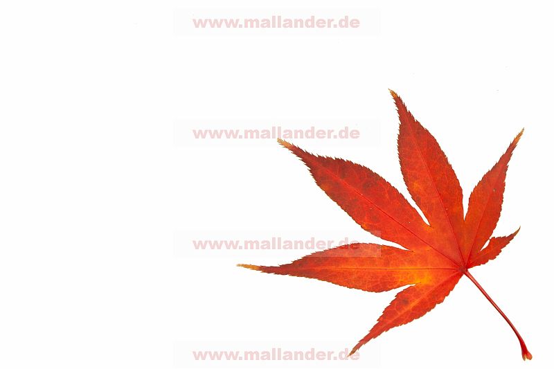 Spitzahornblatt im Herbst