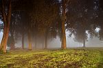 Dunkle Bäume im Nebel
