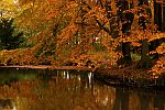 Herbstliche Buche am Teich