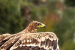 Adler setzt zum Flug an