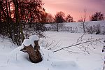 Baumstumpf im Schnee