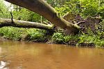 Brcke der Baumstmme