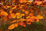 Buchenzweig im Oktober