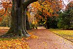 Ein Park mit herbstlichen Buchen