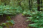 Farnweg im dunklen Wald