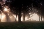 Lichtblick im Nebelwald