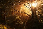 Mystische Goldstrahlen im dunklen Wald