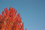Roter Herbstbaum