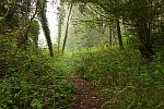 Wald mit geisterhaftem Nebel