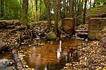 Waldbach mit Baumwurzeln