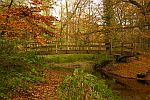 Waldbrcke im Herbst