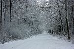 Waldweg im Winter