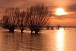 Weiden im Hochwasser