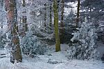 Winterwald