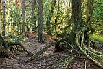 Wrgewurzeln im Wald