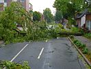 BAUM LIEGT AUF STRASSE