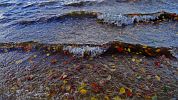 HERBSTLAUB IN WASSERWELLEN