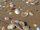 MUSCHELN AM STRAND