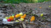 OSTEREIER IM WALD