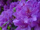 RHODODENDRON BLUETE