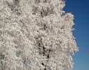 SCHNEE AUF LINDEN