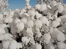 SCHNEEKUGELN IM STRAUCH