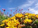 SEDUM MIT SCHNITTLAUCH AUF GRUENDACH