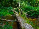 URWALDBAUM LIEGT UEBER FLUSS