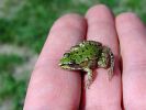 WASSERFROSCH AUF HAND