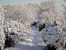 WINTER IM KLEINGARTEN