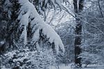 EIBENZWEIG IM SCHNEE