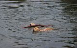 HUND MIT STOCK