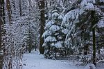 TANNENWEG IM SCHNEE