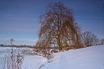 TRAUERWEIDE AM WINTERSEE