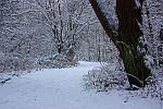 WEG IM WINTERLICHEN WALD